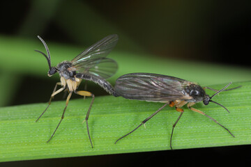 Wall Mural - Dark-winged fungus gnat (Sciaridae sp), fauna of the soil, insects in the process of copulating, meeting.