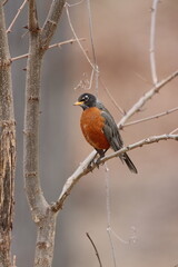 Wall Mural - An American robin sitting in a bare tree in early spring in New York