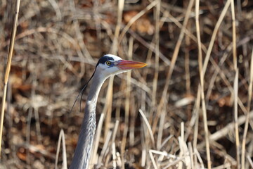 Wall Mural - Closeup of a great blue heron's head and neck among tall grasses