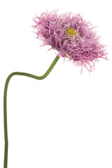 Wall Mural - poppy flower isolated