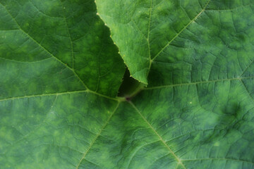 Wall Mural - twisted rhubarb leaf