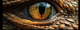 Fototapeta Zwierzęta - eyes of a lizard, raptor, ojos, tortuga, dragon, komodo, reptil