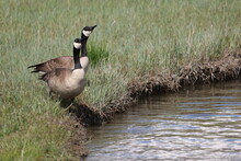 Two Canada Geese On The Banks Of A River 
