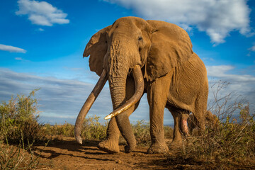 low angle image of craig, the supertusker bull from amboseli national park, kenya