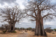 Leinwandbild Motiv African Baobab Tree