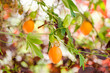 orange passion fruit on a tree