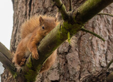 Cute Scottish Red Squirrel In The Tree Lying Down And Resting 