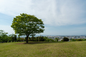 Wall Mural - 大きな木のある新緑の公園