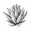 Agave plant. Vector black and white sketch.