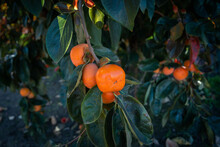 Persimmon On The Tree In A Fruit Orchard In Australia