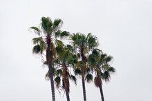 Tall California Fan Palm Trees And Gray Sky