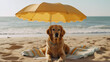 Golden Retriever Dog lying on a beach under an umbrella on a hot sunny day