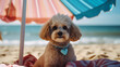 Poodle Dog lying on a beach under an umbrella on a hot sunny day