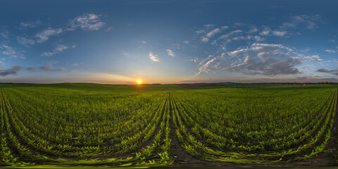 Wall Mural - spherical 360 hdri panorama among farming field with clouds and sun on evening blue sky before sunse