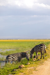 Wall Mural - plains zebra, equus quagga, equus burchelli, common zebra grazing and standing in the water, ambosel
