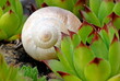 Snail in garden, in houseleek. Nature still life. 