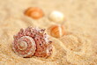 Sand and seashells.