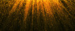 Banner golden particles falling rain award dynamic with flares abstract on black background.
