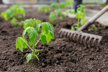 Wall Mural - Loosening soil around tomato seedlings using old rake