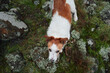 little dog in the forest . Jack Russell Terrier in a foggy wood. pet on a walk