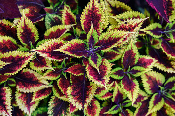 Wall Mural - Colorful coleus leaves in the garden.