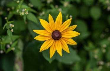 Wall Mural - Yellow rudbeckia flower in the garden.