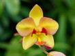 Spathoglottis Jane Goodall orchid, name after renown primatologis in Singapore Botanic Gardens