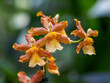 Odontocidium Catatante Pacific Sunspots - Dancing Lady Orchid in Singapore Botanic Gardens