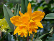 Rhyncholaeliocattleya - Corsage orchid in Singapore Botanic Gardens