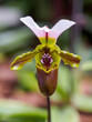 Paphiopedilum spicerianum slipper orchid in Singapore Botanic Gardens
