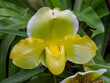 Paphiopedilum yellow hybrid - Lady's Slipper orchid in Singapore Botanic Gardens