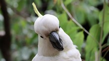 Close Up Footage Of Sulphur-Crested Cockatoo