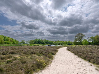 Wall Mural - Bakkeveenseduinen, Bakkeveen