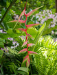 Pink Heliconia flower in Singapore Botanic Gardens