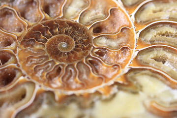 ammonite fossil texture