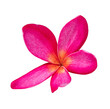 canvas print picture - Pink frangipani flowers blooming branches on isolated transparent background.Floral object