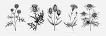 Vector Botanical Illustrations Collection. Decorative Thistle Plant In Sketch Style. Hand Drawn Summer Flower Sketch. Coast Wildflower Drawing Isolated On White Background. Floral Design Element.