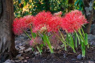 Closeup view of bright orange red flowers of scadoxus multiflorus aka blood lily blooming in tropical garden on natural background