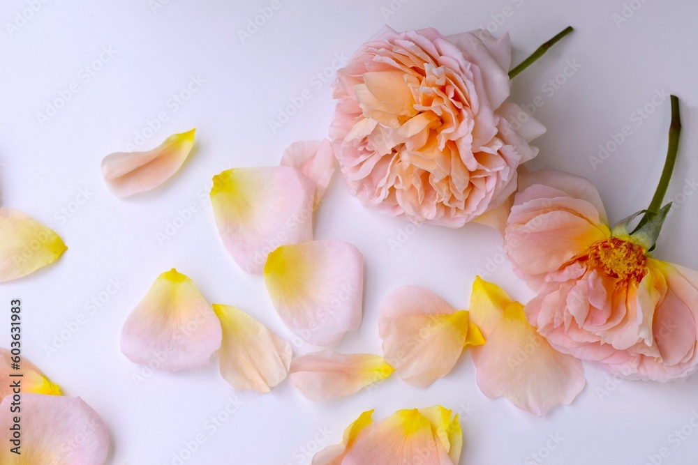 背景 バラ 白 ピンク 白背景に散った薔薇の花びら 散ったピンクの