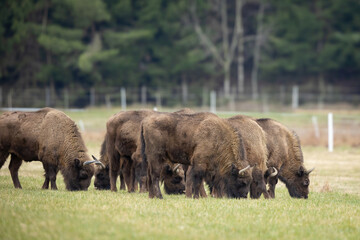 Wall Mural - European Bison - Bison bonasus in the Knyszyn Forest (Poland)