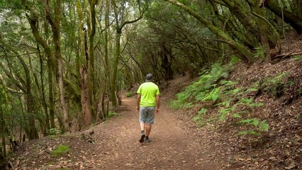 Wall Mural - A man on the trail in the mossy tree forest of Garajonay National Park, La Gomera, Canary Islands. On the excursion to Las Creces