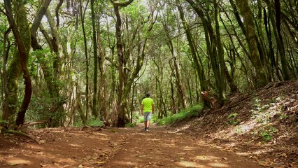 Wall Mural - Trekking on the trail in the forest of moss trees of the Garajonay National Park, La Gomera, Canary Islands. On the excursion to Las Creces