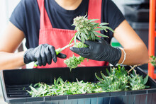Marijuana Leaf Trimming. A Worker Cuts Fresh Cannabis Flower Buds With Scissors