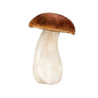 Porcini fresh mushroom. Watercolor painted illustration. Hand drawn boletus edulis fungus single image. Porcini edible mushroom vintage style element. King bolete on white background