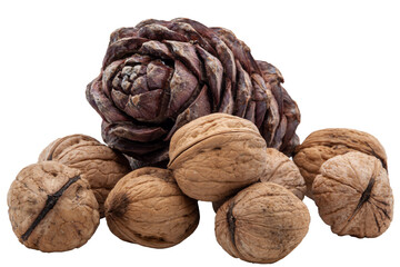 Handful of textured walnuts on transparent background and brown pine cone with nuts inside on white background. Healthy Food. High quality photo. Isolated. PNG