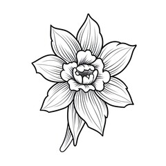 Wall Mural - Amazing and attractive image of daffodil AI-Generated