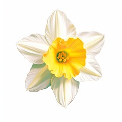 Wall Mural - Amazing and attractive image of daffodil AI-Generated