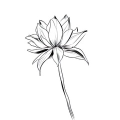 Wall Mural - Amazing and attractive image of daffodil AI-Generated