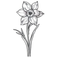 Wall Mural - Amazing and attractive image of daffodil AI-Generated