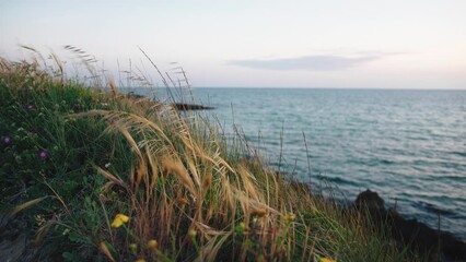Wall Mural - Plants near the ocean moving by wind after sunset in Sicily